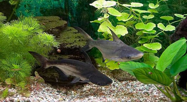 Cápaharcsa: egy mini-cápa az akváriumban