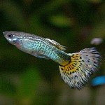 Akváriumi halak guppies Akváriumi halak guppies
