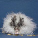 Angora hörcsög