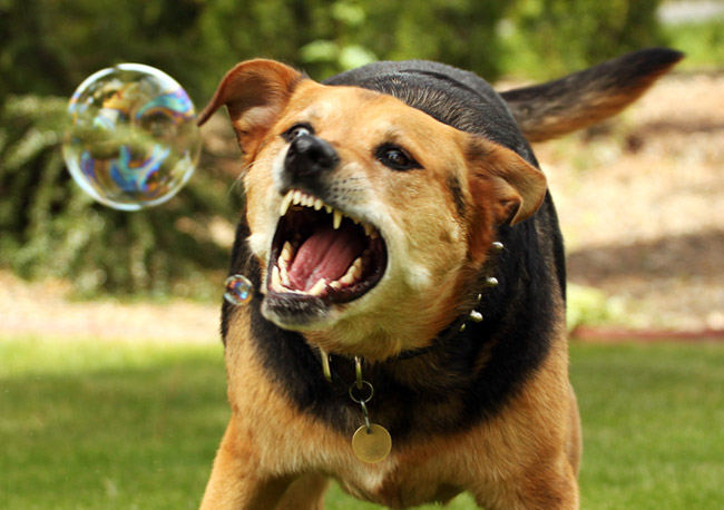 Rabies kutyákban