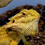 Bearded agama a terráriumban