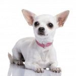 Mit takaríthat a Chihuahua?