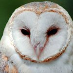 Otthon baglyok: hogyan kell fenntartani?