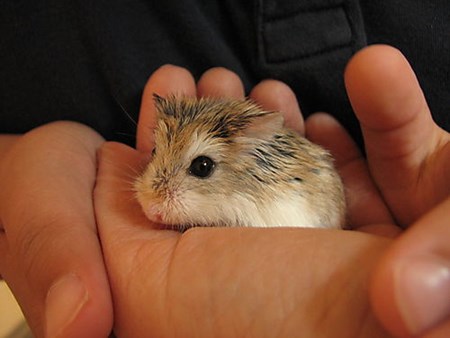 hamster djungar fotó