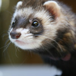 Egzotikus háziállatok Egzotikus háziállatok