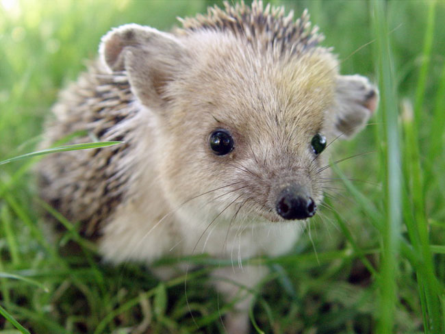 Hedgehog otthon fészkel