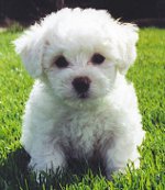 Francia bolognai (Bichon Frise)