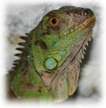 Iguana otthon
