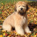 Ír lágy bevont búzakorterrier Ír lágy bevont búzakorterrier