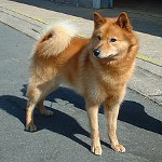 Karelo-finn Laika (finn spitz)