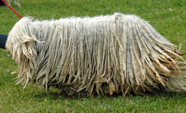 Komondor: magyar juhászkutya