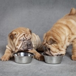 Étel a shar pei számára