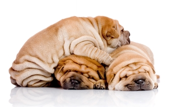 Étel a shar pei számára