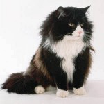 Macskaszárítás: mit tegyek? Macskaszárítás: mit tegyek?