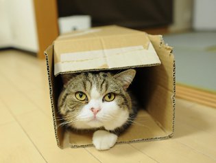 A Cote Maru egy internetes csillag