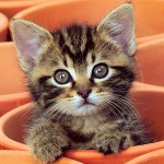 Kitten tüsszent: mit tegyek?