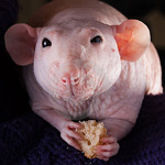 Sphynx patkányok