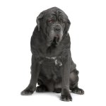 Nápolyi masztiff vagy Mastino Poleetano Nápolyi masztiff vagy Mastino Poleetano