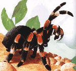 Hogyan kell törődni a tarantula pókokkal?