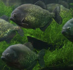 Piranhák az akváriumban Piranhák az akváriumban