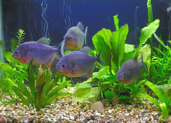 Piranhák az akváriumban