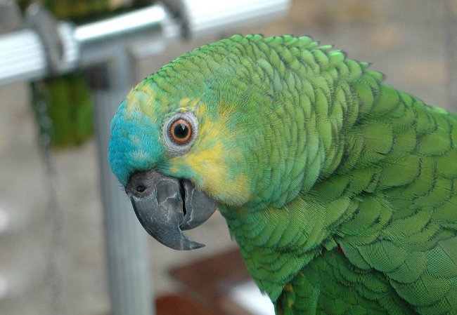 Amazon papagájok: tartalom, gondozás, etetés