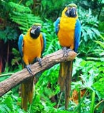 A macaw papagájai