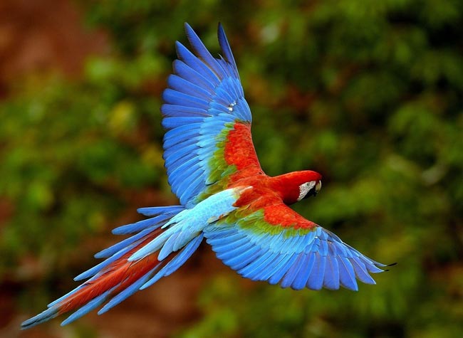 A macaw papagájai