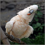 Cockatoo papagájok Cockatoo papagájok