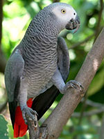 Jacques Parrot: otthoni tartalom