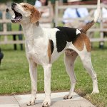 Amerikai Foxhound