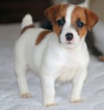Fajta Jack Russell Terrier