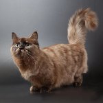 Macska faj: munchkin