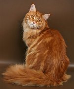 Maine Coon macska fajtája