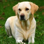 Faj Labrador Faj Labrador