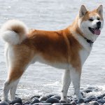 Kutya faj: Akita Inu