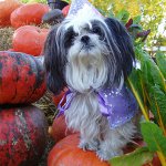 Shih Tzu kutyák fajtája