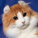 Macskák fajtái: American Curl
