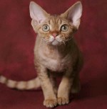 Macskák fajtái: Devon Rex