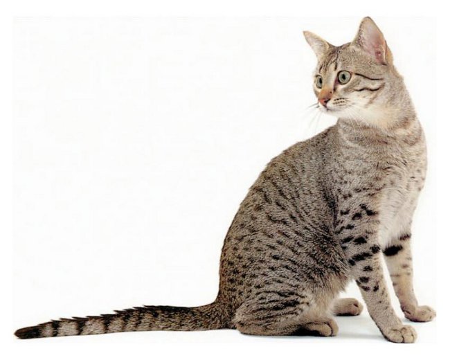 Macskák fajai: Egyiptomi Mau