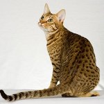 Macskák fajtái: ocicat