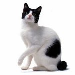 Macska fajták: japán bobtail