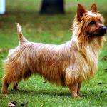 Kutya fajták: ausztrál terrier