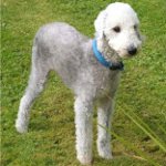 Kutya fajok: bedlington terrier