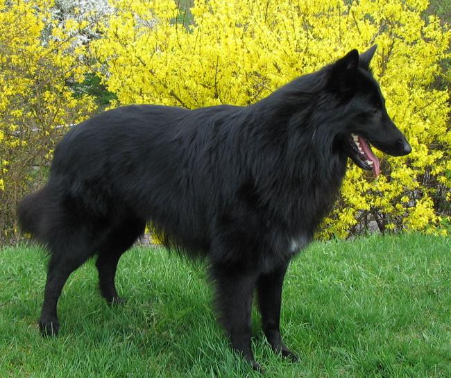 Kutya fajták: Belgian Shepherd Dog Grunendal