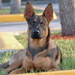 Kutya fajok: belga juhász malinois Kutya fajok: belga juhász malinois