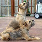 Kutya fajok: határterrier