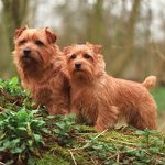 Kutya fajok: Norfolk Terrier Kutya fajok: Norfolk Terrier