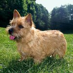 Kutya fajok: Norwich Terrier Kutya fajok: Norwich Terrier