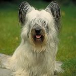 Kutya fajták: Skye Terrier